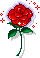 tiny-rose